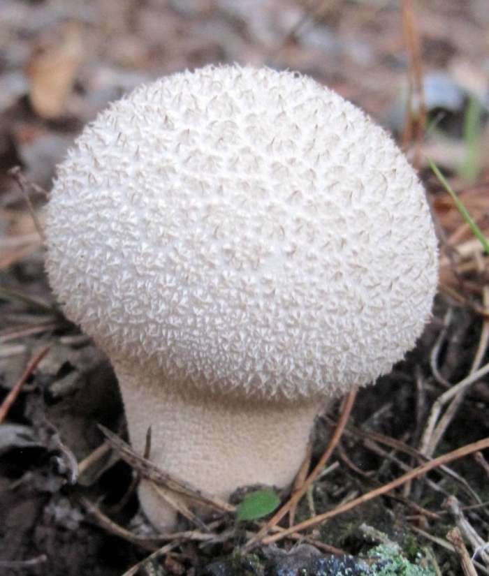 Гриб дождевик головач