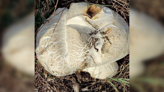 Гриб головач гигантский