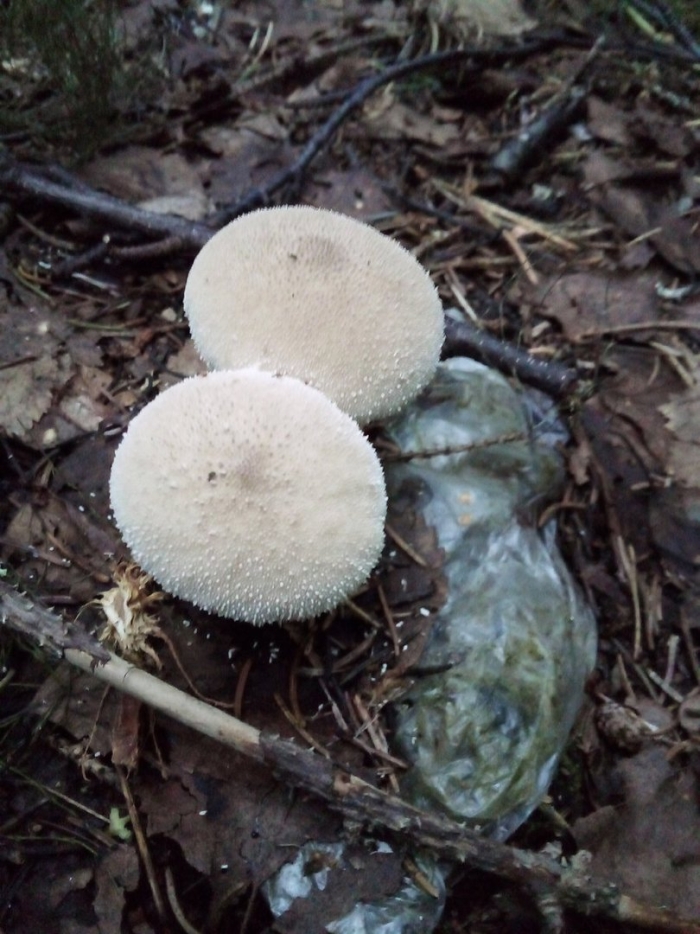 Дождевик шиповатый lycoperdon perlatum