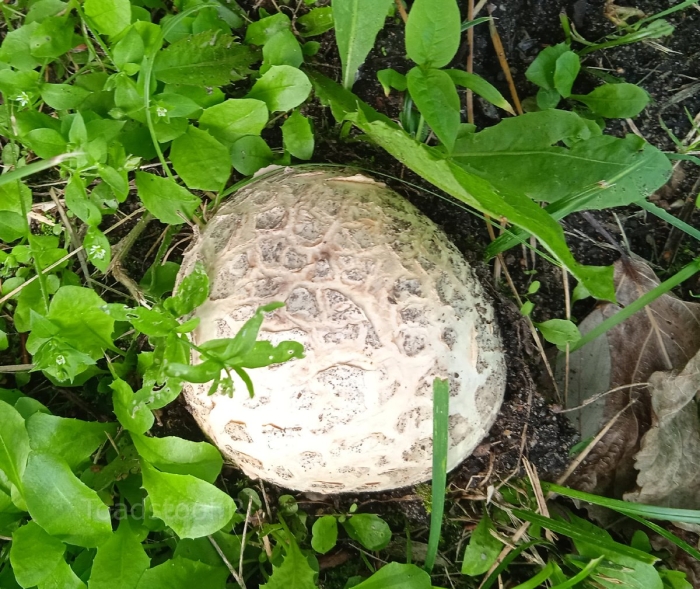 Calvatia booniana