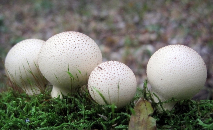 Грибы дождевик (lycoperdon pyriforme)