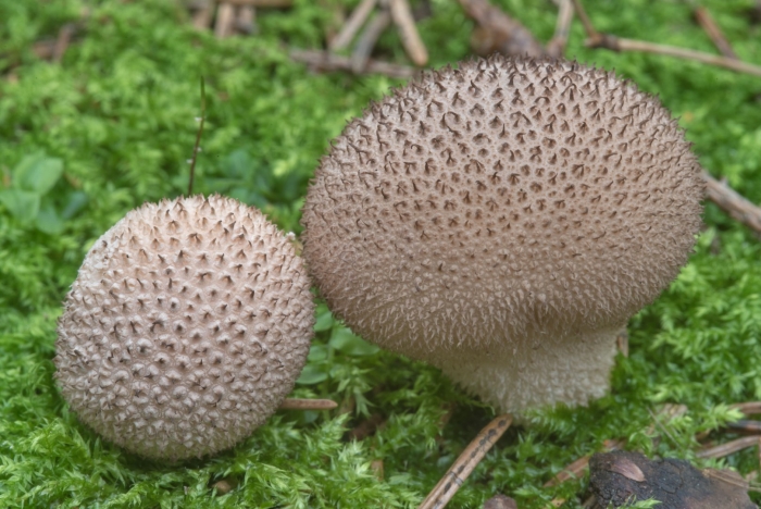 Дождевик умбровый гриб