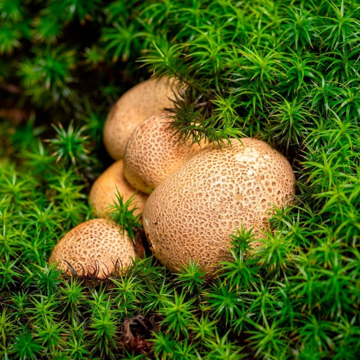 Ложнодождевик обыкновенный