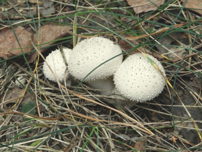 Дождевик шиповатый lycoperdon perlatum