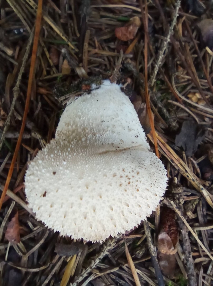 Гриб дождевик шиповатый луговой