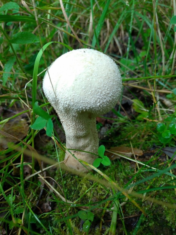 Головач продолговатый calvatia excipuliformis