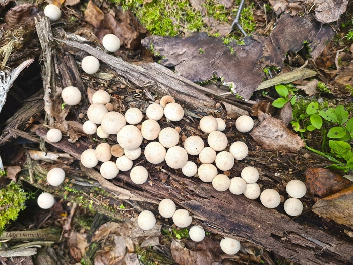 Гриб дождевик съедобный