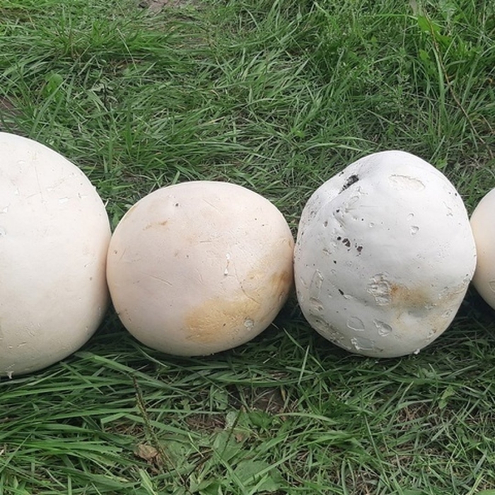 Гриб calvatia gigantea