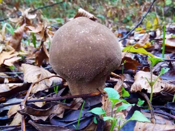 Lycoperdon umbrinum