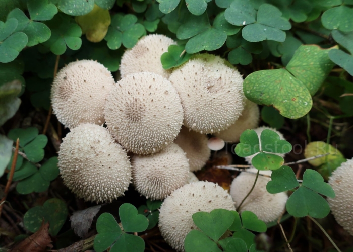 Дождевик шиповатый lycoperdon perlatum