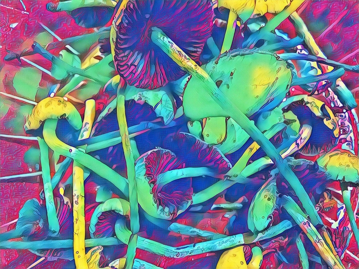 Гриб галлюциногенный