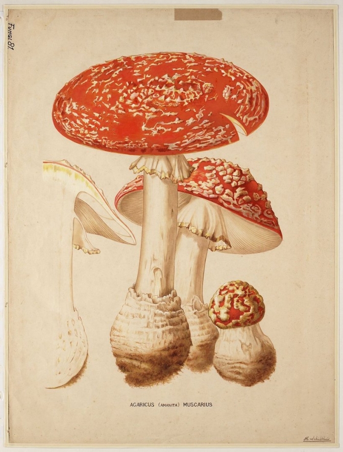 Мухомор аманита мускария