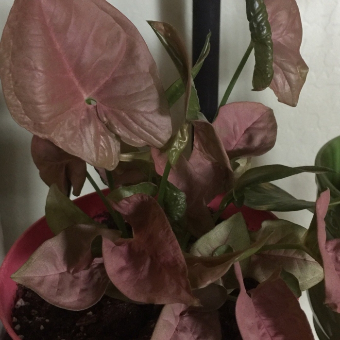 Пинк неон сингониум