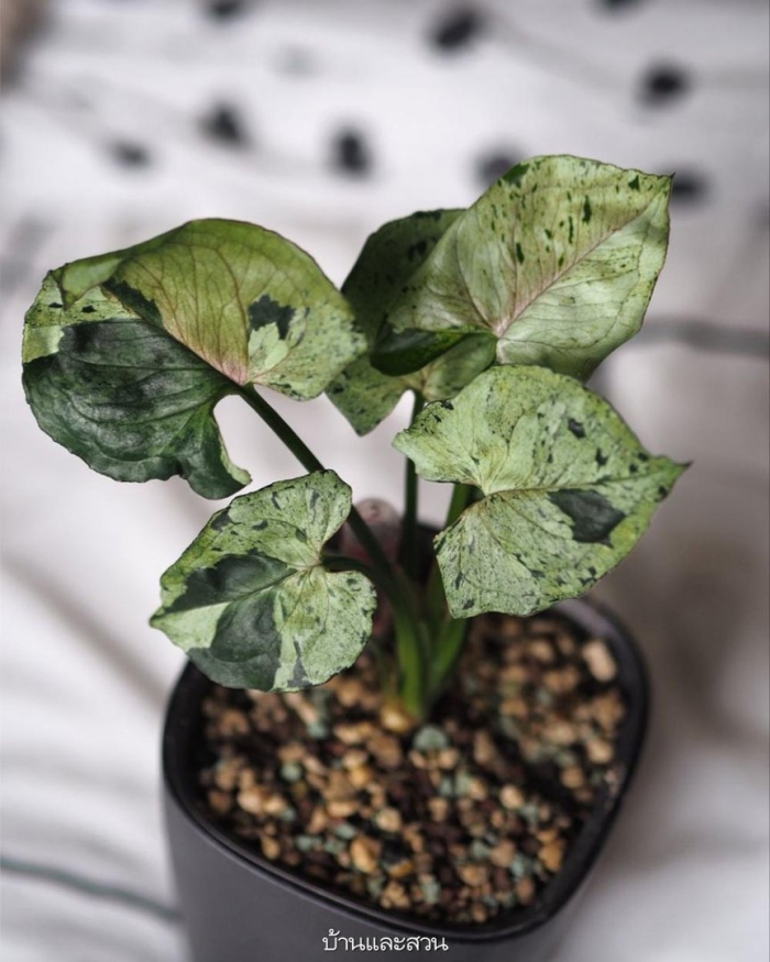 Сингониум серый призрак