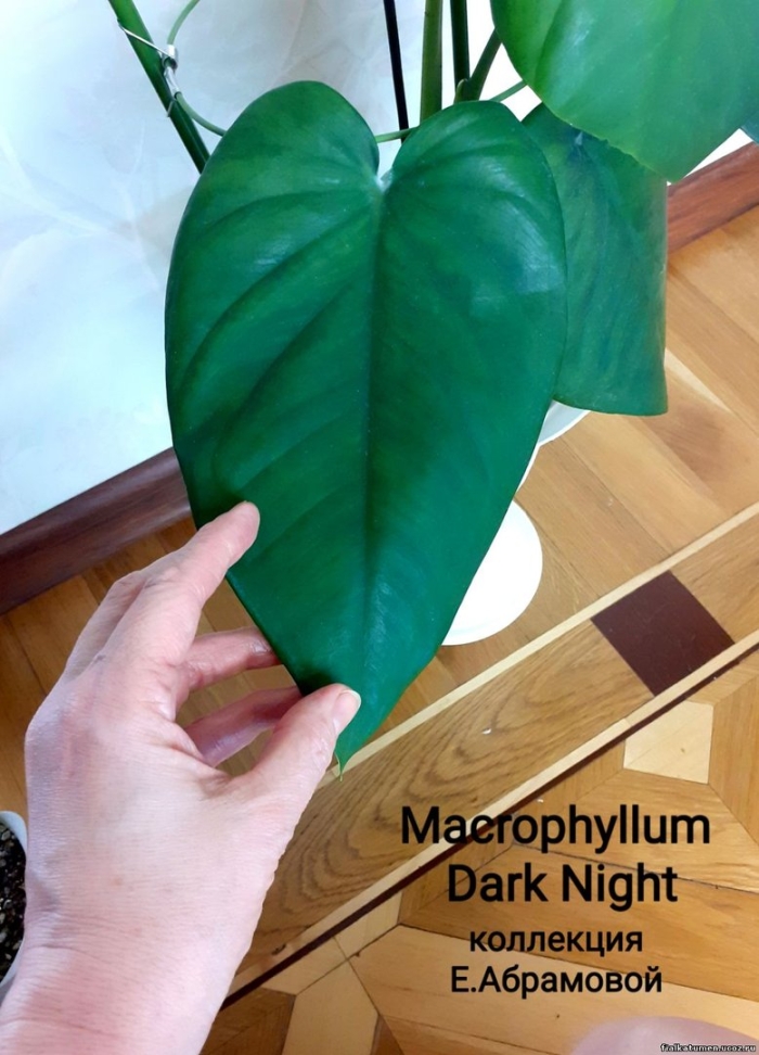 Сингониум макрофиллум дарк найт