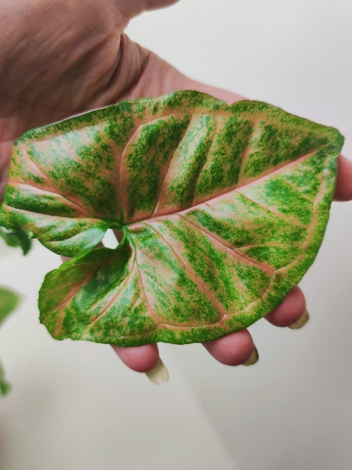 Сингониум грин сплеш