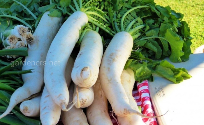 Дайкон миноваси редька