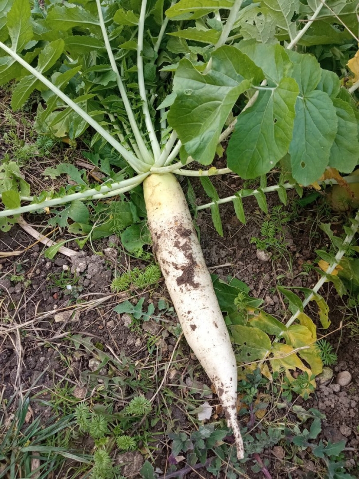 Дайкон миноваси рс