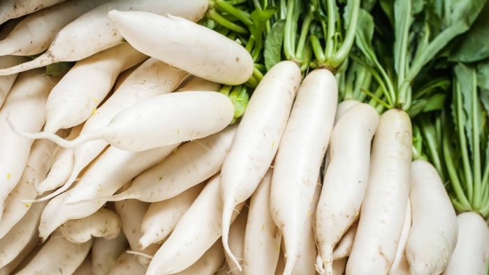 Daikon radish