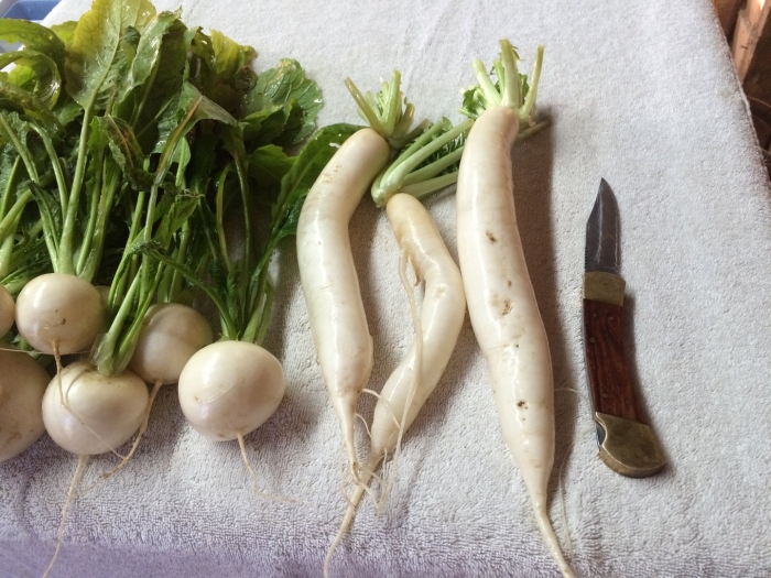 Дайкон редька