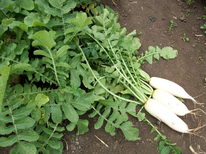 Семена редьки дайкон