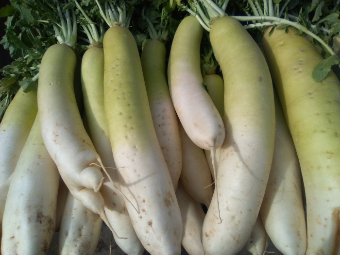 Тыква дайкон