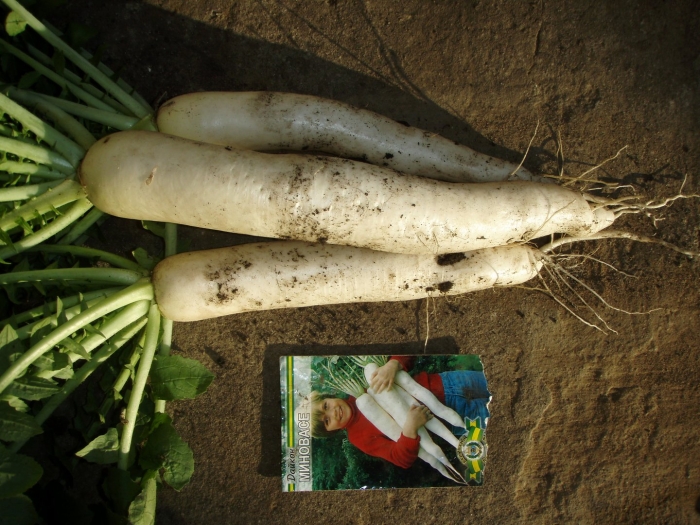 Дайкон миноваси