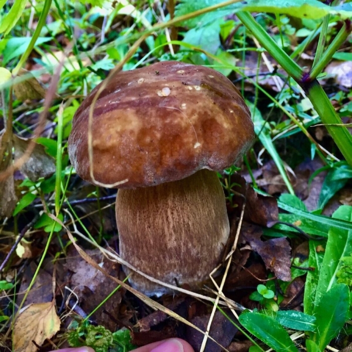 Гриб боровик переросток