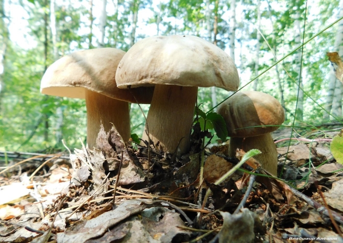 Владимирский белый гриб