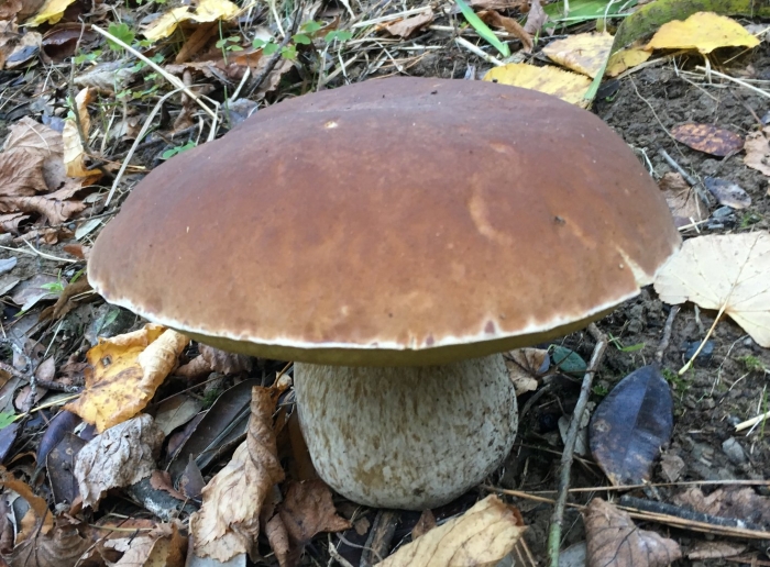 Старый боровик