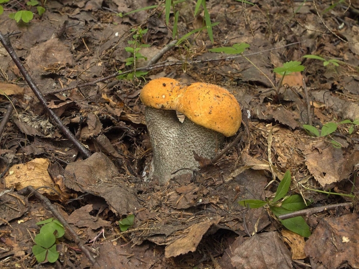 Подосиновик белоножковый