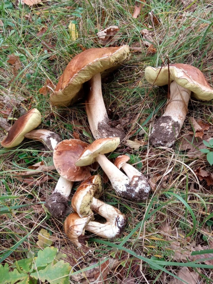 Грибы в осеннем лесу