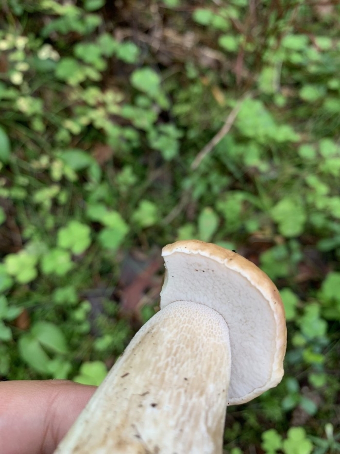 Белый гриб сосновый губчанский