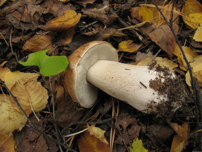 Белый гриб берёзовый boletus betulicola