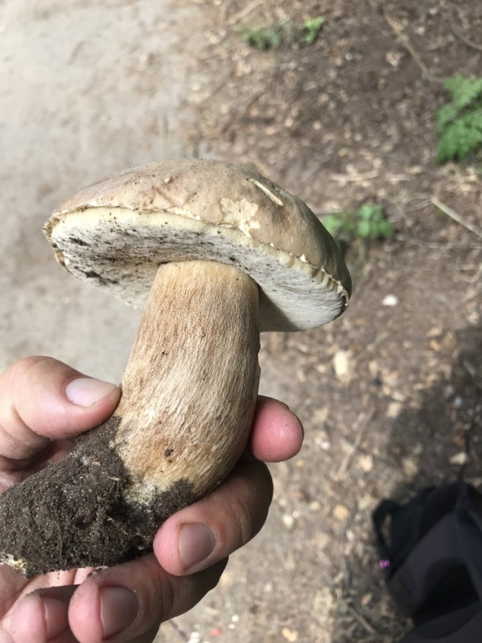 Гриб боровик