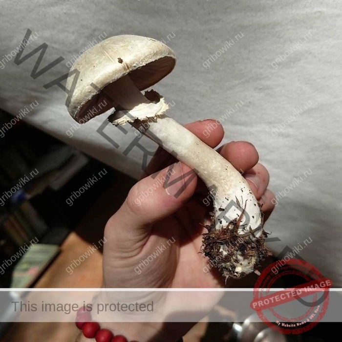 Гриб шампиньон