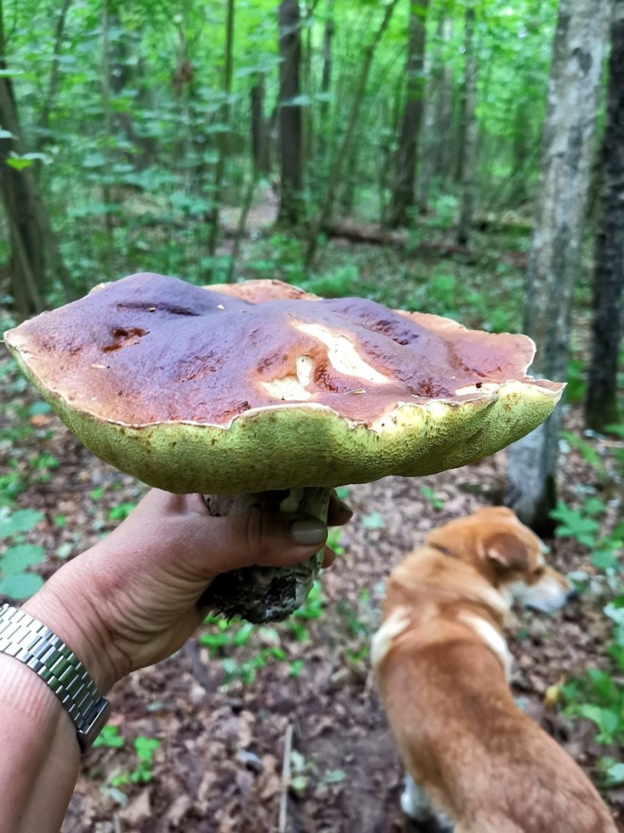 Гриб боровик переросток