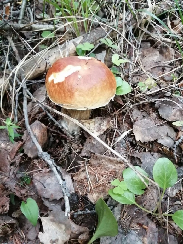 Гриб боровик подосиновик