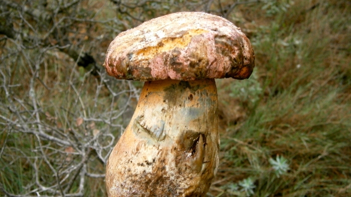 Боровик пурпурный boletus purpureus