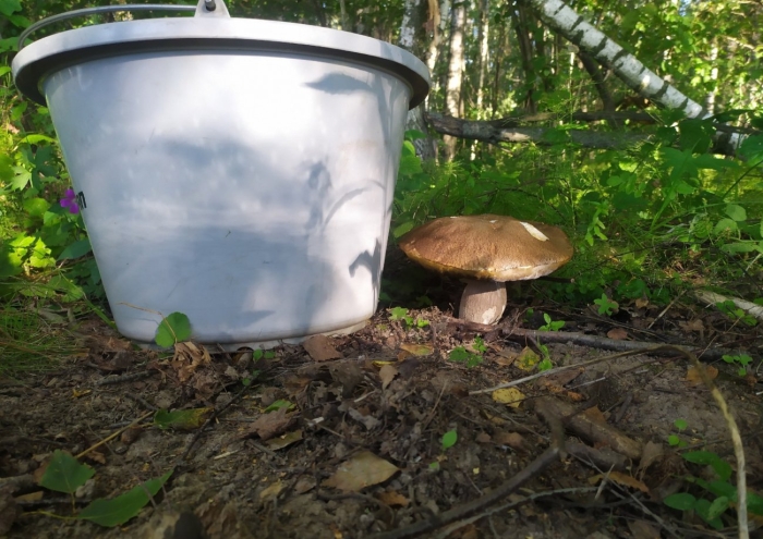 Грибы в тульской области