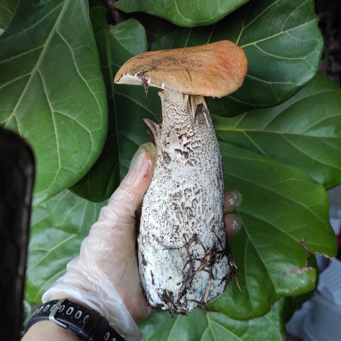 Гриб гигант