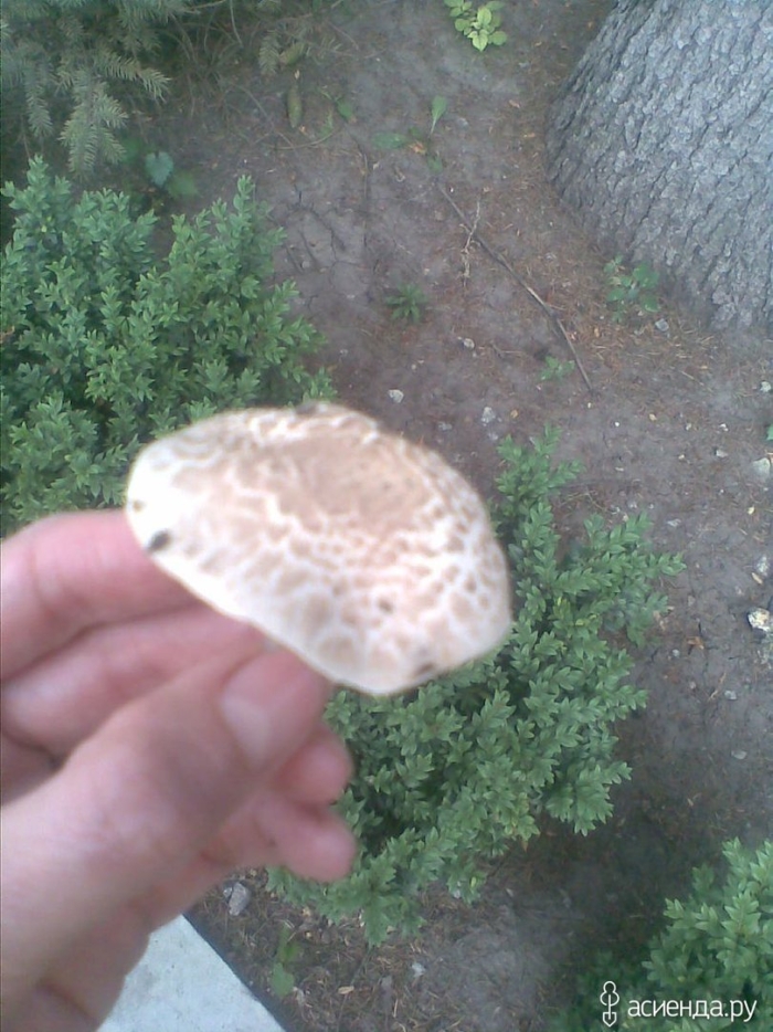 Грибы шампиньоны переростки