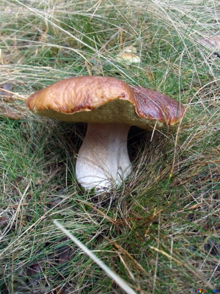 Boletus edulis