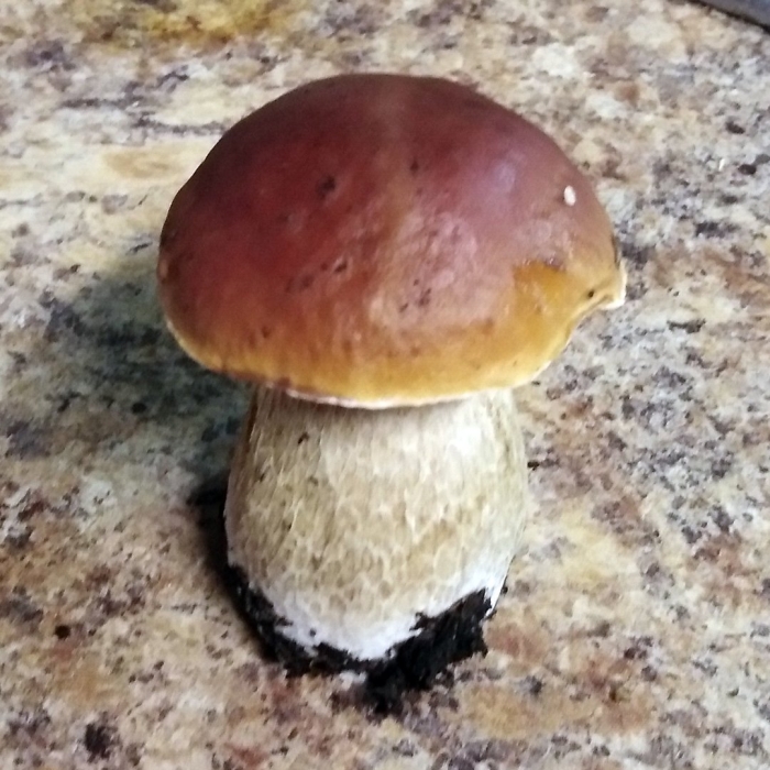 Боровик царский гриб