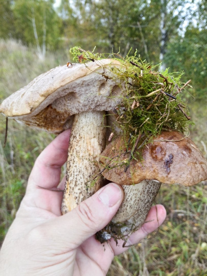 Подберезовик грибы