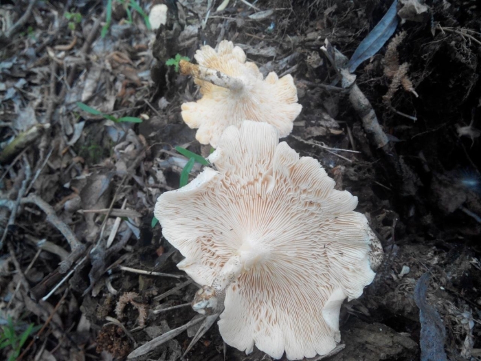 Говорушка восковатая