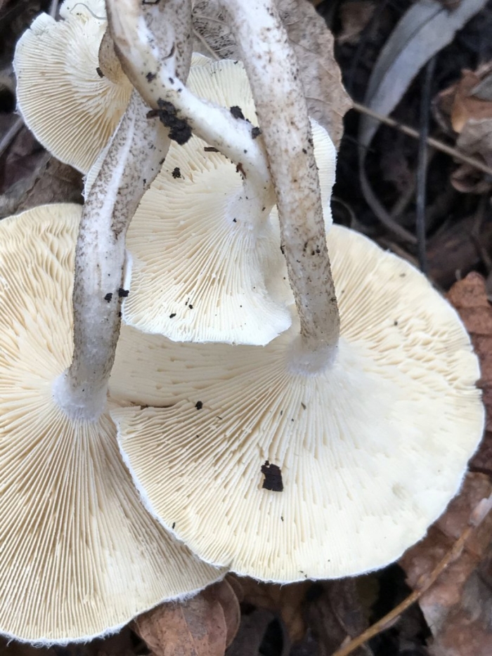 Пилолистник тигровый lentinus tigrinus