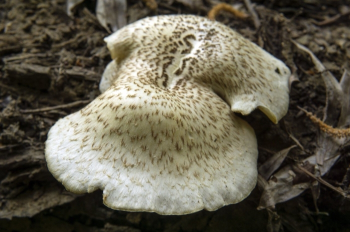 Трутовик чешуйчатый polyporus squamosus