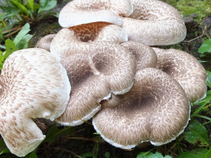 Пилолистник чешуйчатый