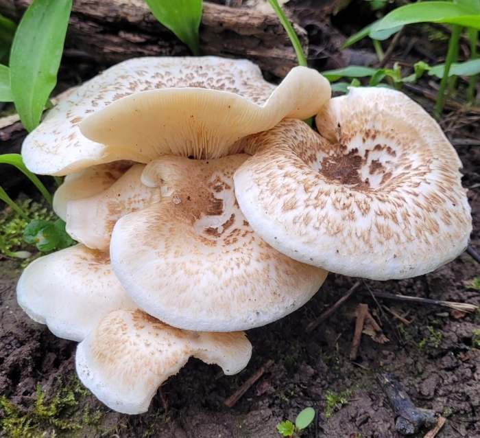 Пилолистник тигровый lentinus tigrinus